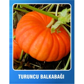 Turuncu Balkabağı Tohumu - 10 gr