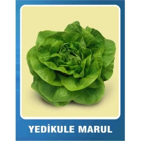 Marul Tohumu Yedikule - 10 gr