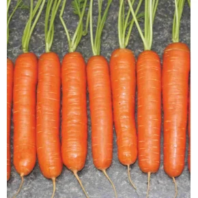 Havuç Tohumu Nantes - 25 Adet