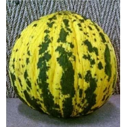 Kavun Tohumu Altınbaş - 50 Adet