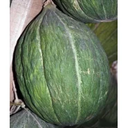 Kavun Tohumu Ankara Mühürlü - 25 Adet