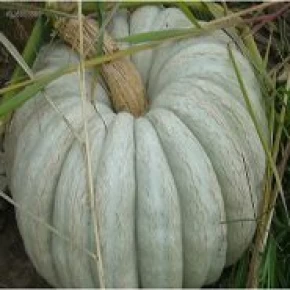 Arıcan 97 Beyaz Balkabağı Tohumu - 25 Adet