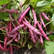 Barbunya Tohumu Hamudi Tipi (Oturak) - 100 Adet