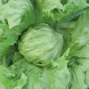 Marul Tohumu Baş Salata - 25 Adet