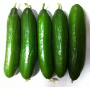 Salatalık Süper Beith Alpha Tohumu - 10 Kg