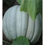 Beyaz Balkabağı Tohumu - 100 Adet