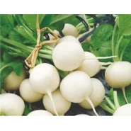 Beyaz Turp Tohumu - 50 Adet