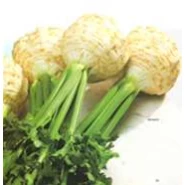 Kereviz Tohumu Beyaz Baş - 100 Adet