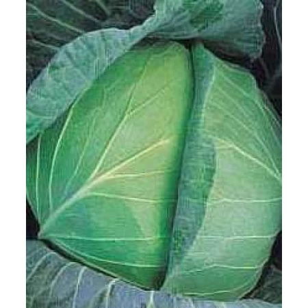 Lahana Tohumu Brunswick - 100 Adet