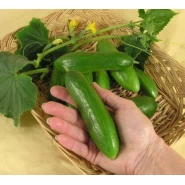 Salatalık Tohumu Çengelköy - 100 Adet