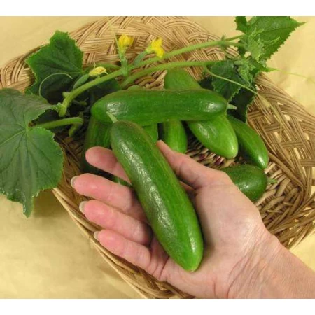 Salatalık Tohumu Çengelköy - 25 Adet