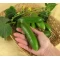 Salatalık Tohumu Çengelköy - 50 Adet