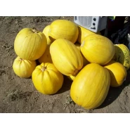 Çerezlik Kabak Tohumu - 100 Adet