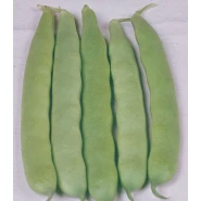 Fasulye Tohumu - Cino (Oturak) - 100 Adet