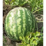 Karpuz Tohumu Crimson Sweet - 50 Adet