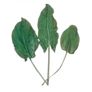 Ekşi Otu Tohumu - 25 Adet