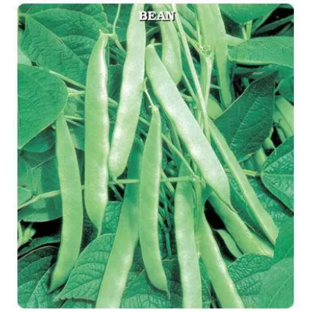 Fasulye Tohumu GİNA - 2 kg