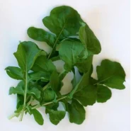 Roka Tohumu Geniş Yapraklı - 50 Adet