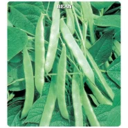 Fasulye Tohumu GİNA - 2 kg