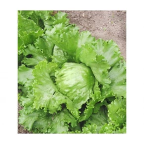 Marul Tohumu İceberg - 25 Adet