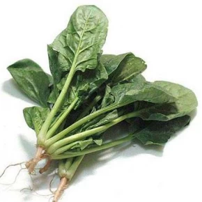 Ispanak Tohumu - 25 Adet