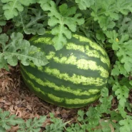 Karpuz Tohumu İthal Crimson Sweet - 50 Adet