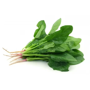 Ispanak Tohumu İthal Matador - 25 Adet