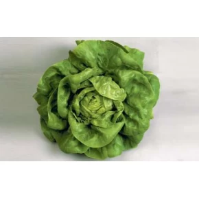 İthal Marul Tohumu - 25 Adet Tohum 