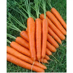 İthal Nantes Havuç Tohumu - 25 Adet