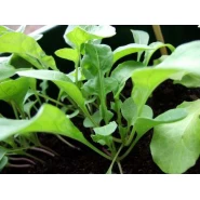 Roka Tohumu İthal - 50 Adet