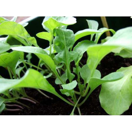 Roka Tohumu İthal - 100 Adet