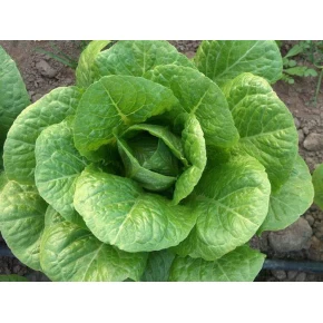 Marul Tohumu İthal Yedikule - 25 Adet