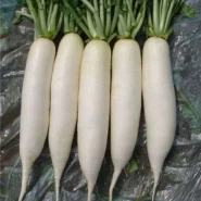 Japon Turp Tohumu - 25 Adet