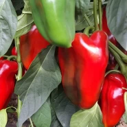 Kapya Biber Fidesi Gündoğdu - 216'lı 100 Viyöl