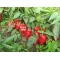 Kapya Biber Tohumu İthal - River - 10.000 Adet