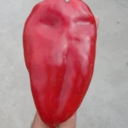 Kapya Biber Fidesi Kızılkaya - 216'lı 10 Viyöl