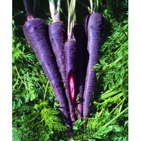 Kara Havuç Tohumu - 25 Adet