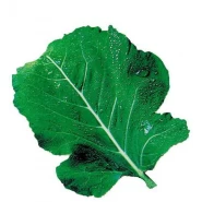 Kara Lahana Tohumu - 100 Adet