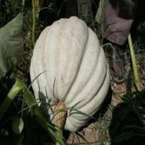 Kestane Balkabağı Tohumu - 25 adet