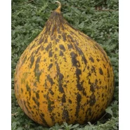 Kavun Tohumu Kırkağaç 637 - 25 Adet