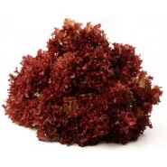 Marul Tohumu Kırmızı Kıvırcık - 25 Adet