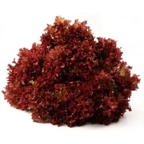 Marul Tohumu Kırmızı Kıvırcık - 25 Adet