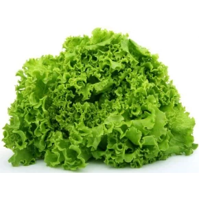 Marul Tohumu Kıvırcık Arapsaçı - 25 Adet