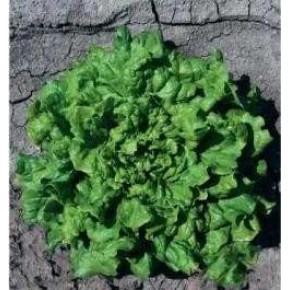 Marul Tohumu Kıvırcık - 25 Adet