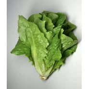 Marul Tohumu Lital - 25 Adet