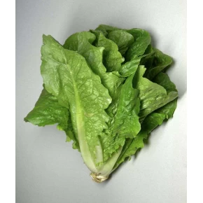 Marul Tohumu Lital - 25 Adet