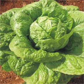 Marul Tohumu İri Göbekli - 25 Adet