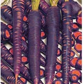 Mor Havuç Tohumu - 25 Adet