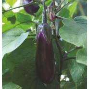 Patlıcan Tohumu Pala - 100 Adet