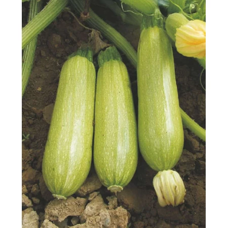 Sakız Kabak Tohumu - 50 Adet